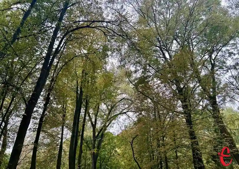 Прогноз погоди на 15 жовтня: на Хмельниччині очікують заморозки до 0 градусів