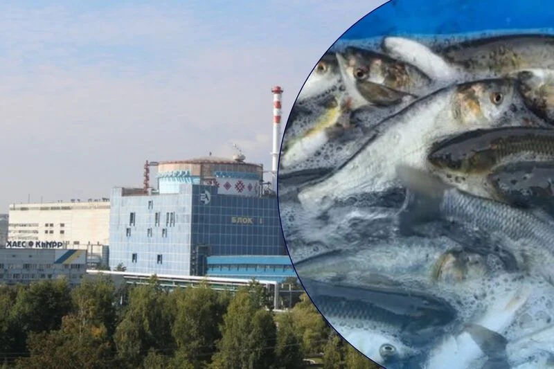 На Хмельницькій АЕС випускають понад 200 тисяч риб для очищення водойми-охолоджувача