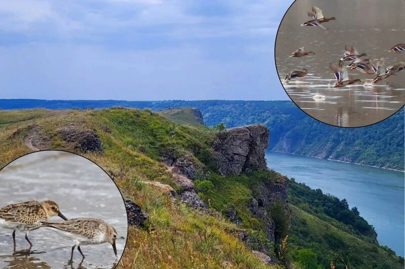 У «Подільських Товтрах» під час міграції зафіксували рекордну кількість птахів