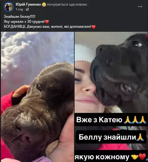 Двотижнева тривога завершилася щасливо: у громаді знайшли зниклу кане-корсо Беллу