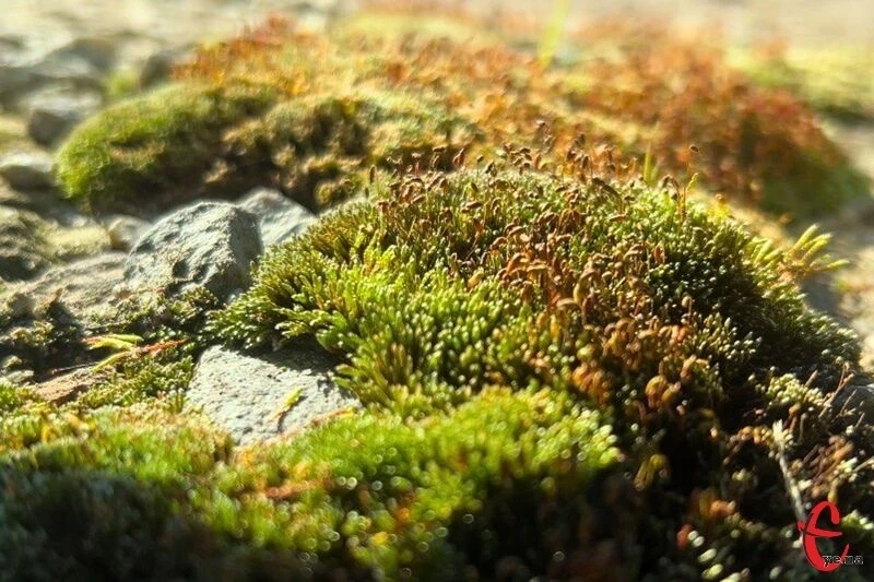 Нічний мороз і тепле денне повітря: якою буде погода на Хмельниччині 11 березня